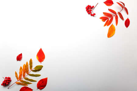 Layout of yellow autumn leaves on a white background,thematic background with autumn mood, copy space in the centerの写真素材