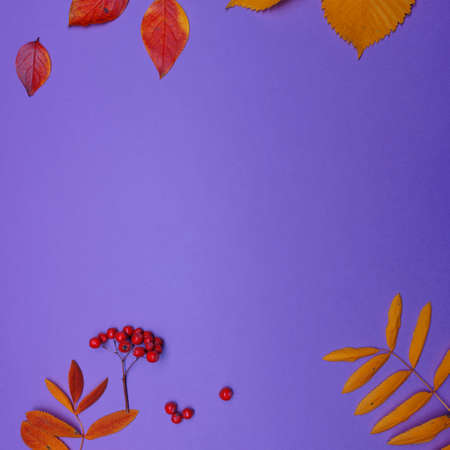 Autumn frame, copy space in the center. Pattern of autumn leaves, yellow rowan leaves, layout on a purple background, top view.の写真素材