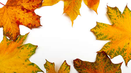 Autumn frame, yellow maple leaves isolated on a white background, copy the space in the centerの写真素材