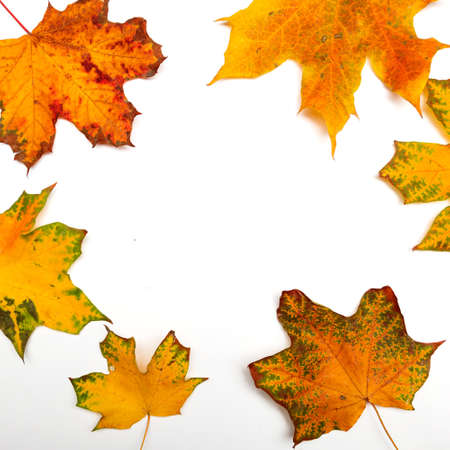 Autumn frame, yellow maple leaves isolated on a white background, copy the space in the centerの写真素材