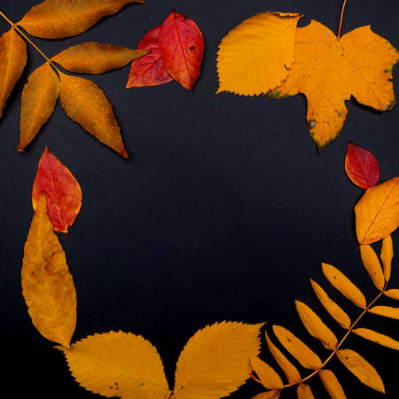 Autumn frame, copy space in the center. Pattern of autumn leaves, different types of trees, layout on a black background, top view.の写真素材