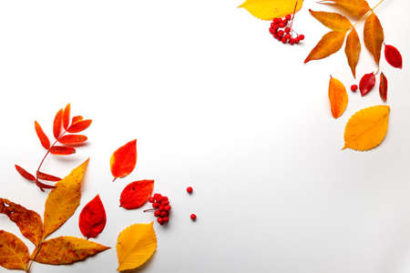 Layout of yellow autumn leaves on a white background,thematic background with autumn mood, rowan leaves and berries on the sides copy space in the centerの写真素材