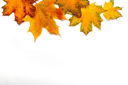 Red and yellow autumn leaves on a white background, autumn border isolated on whiteの写真素材