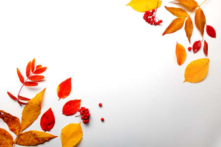 Layout of yellow autumn leaves on a white background,thematic background with autumn mood, rowan leaves and berries on the sides copy space in the centerの写真素材