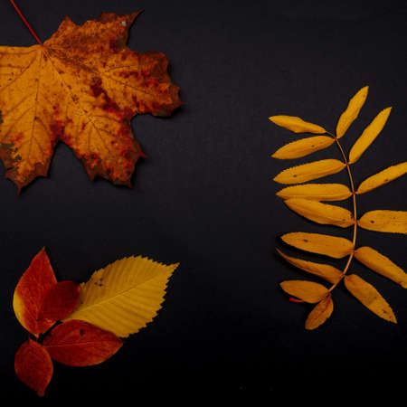 Pattern of autumn leaves, yellow maple and rowan leaves, layout on a black background, top view.の写真素材
