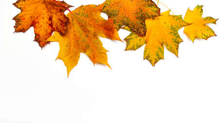 Yellow maple leaves in a line on a white background, autumn border framing for your text or designの写真素材