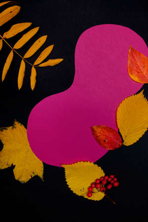 Designer frames made of colored cardboard and yellow autumn leaves, black and burgundy colorの写真素材