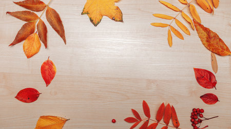 Autumn frame, yellow maple leaves on a wooden board, copy the space in the centerの写真素材
