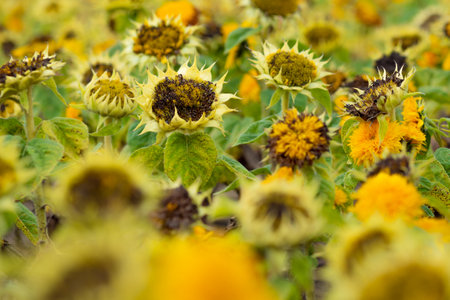 Field of yellow sunflowers, flora background, nature and plantsの写真素材