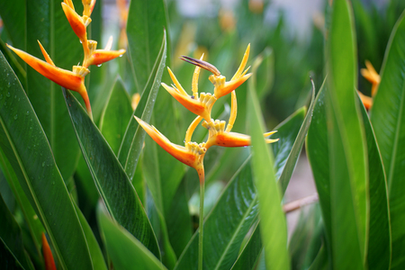 Beautiful  Orange tropical flowerの写真素材