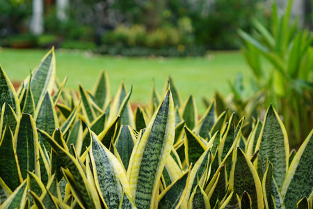 Green flower on a tropic park during sunny dayの写真素材