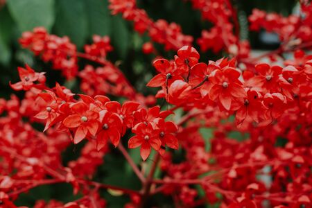 Beautiful tiny Red Flower close up viewの写真素材