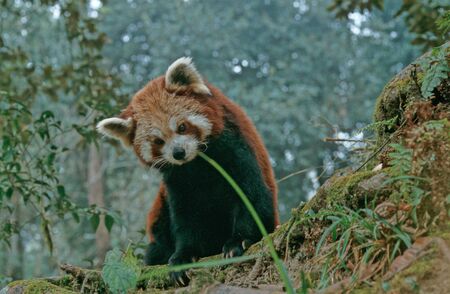 Lesser or red pandaの写真素材
