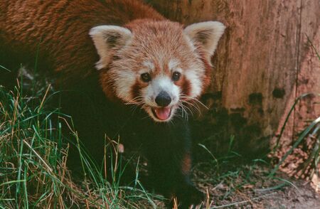 Lesser or red panda