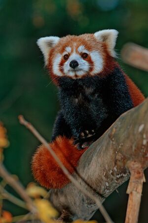 Lesser or red pandaの写真素材