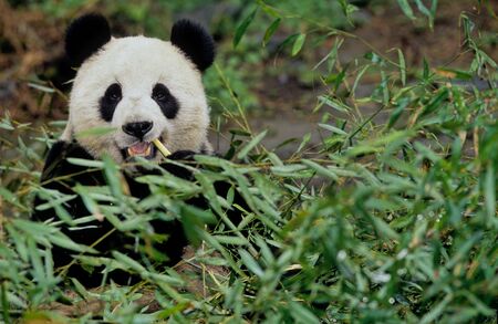 Giant pandaの写真素材