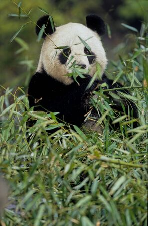 Giant pandaの写真素材