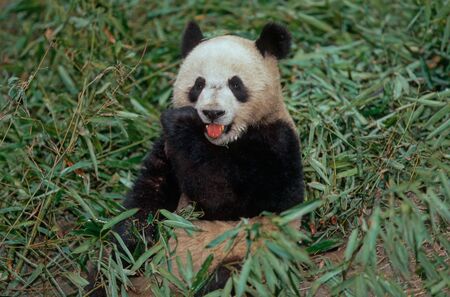 Giant pandaの写真素材