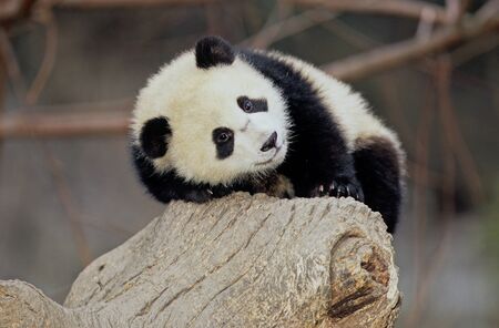 Giant pandaの写真素材