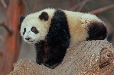 Giant pandaの写真素材