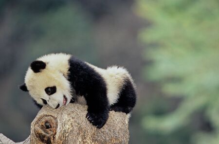 Giant pandaの写真素材