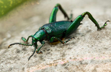 Macro image of a green legged frog beetle (Sagra buqueti) Sagra buqueti is a species of beetle belonging to the family Chrysomelidae.の写真素材