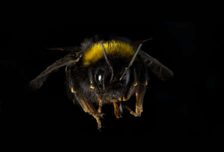 Bombus terrestris, the buff-tailed bumblebee or large earth bumblebee, is one of the most numerous...