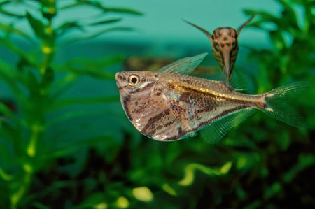 The convict cichlid (Amatitlania nigrofasciata) is a fish species from the family Cichlidae, native to Central America, also known as the zebra cichlidの写真素材
