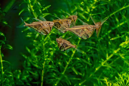 The marbled hatchetfish (Carnegiella strigata) is a small, normally 3.5 cm (1.4 in) in length, freshwater ray-finned fish native to South America. Hatchet shaped, it presents a gold line extending from its eye to its caudal fin while the area below has a brown and cream colored marble-like pattern (hence its name).の写真素材