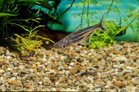 Stigmatogobius sadanundio is a species of goby native to south Asia from India to Indonesia...