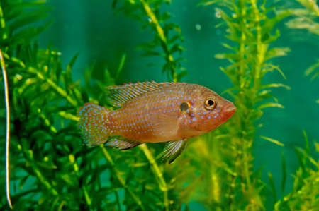 Hemichromis lifalili, common name blood-red jewel cichlid, is a species of fish in the family...