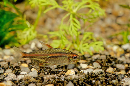 The flame tetra (Hyphessobrycon flammeus), also known as the red tetra or Rio tetra, is a small freshwater fish of the characin family Characidae.の写真素材