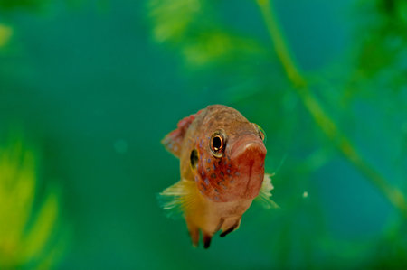 Nematobrycon palmeri, commonly known as the emperor tetra, is a species of characid fish found in...