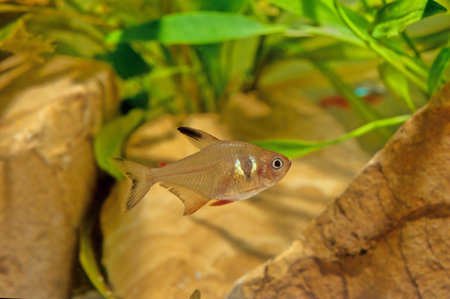 Poecilia velifera, the Yucatan molly, lives in coastal waters of the Yucatan peninsula.の写真素材