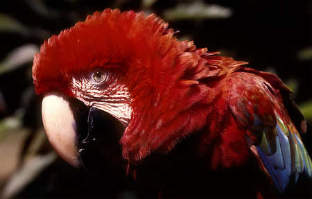 The blue-and-yellow macaw (Ara ararauna), also known as the blue-and-gold macaw, is a large South...