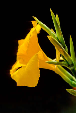 Chrysanthemums, sometimes called mums or chrysanths, are flowering plants of the genus Chrysanthemum in the family Asteraceae.の写真素材