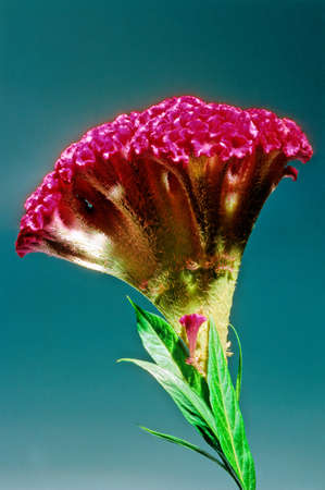 Celosia argentea var. cristata (formerly Celosia cristata), known as cockscomb, is the cristate or...