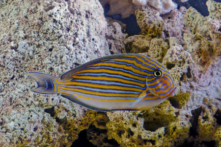 Acanthurus lineatus, the lined surgeonfish, is a member of the family Acanthuridae, the...