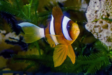 Amphiprion clarkii, known commonly as Clark's anemonefish and yellowtail clownfish, is a marine fish...