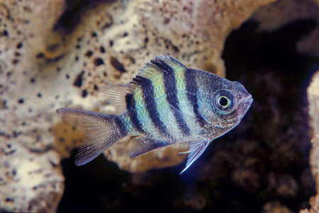 The sergeant major or pÃ­ntano (Abudefduf saxatilis) is a species of damselfish.の写真素材