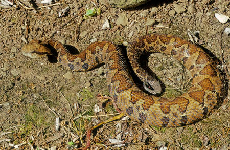 Bothriechis schlegelii, known commonly as the eyelash viper, is a species of venomous pit viper in...