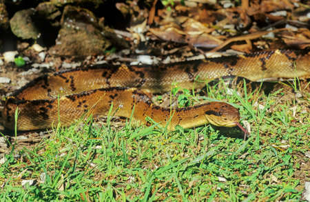 Bothrops atrox - also known as the common lancehead, fer-de-lance, barba amarilla [