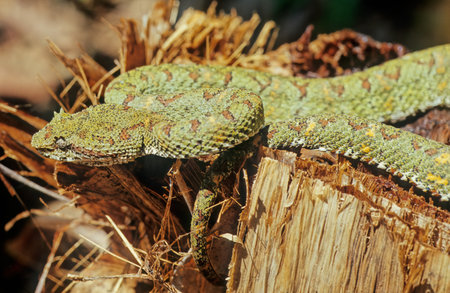 Bothrops atrox - also known as the common lancehead, fer-de-lance, barba amarilla [の写真素材