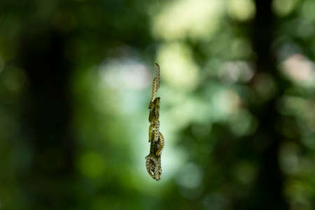 Large white larvae experience four moultings and five instars.の写真素材