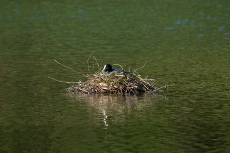 Coots are medium-sized water birds that are members of the rail family, Rallidae.の写真素材