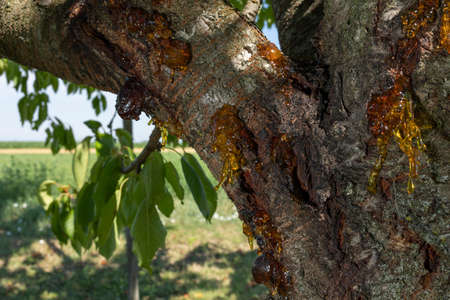 Beautifully looking source of resin from a stump old cherry