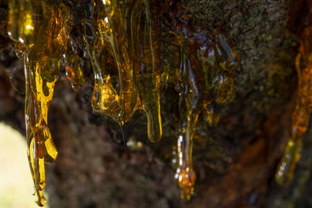 Beautifully looking source of resin from a stump old cherry