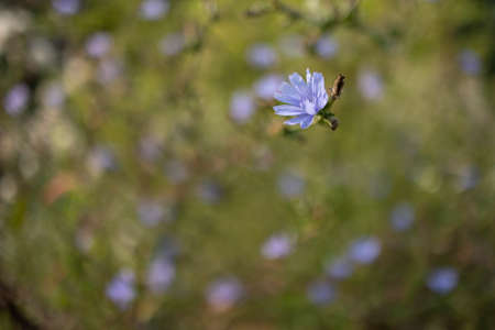 wildflowers in a Mediterranean settingの写真素材