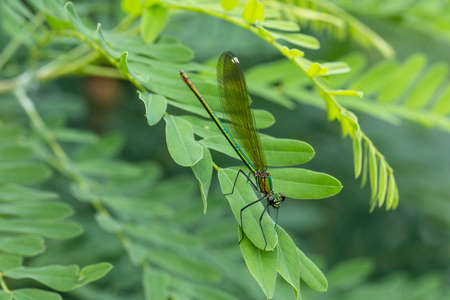 The beautiful demoiselle (Calopteryx virgo) is a European damselfly belonging to the family Calopterygidae. It is often found along fast-flowing waters where it is most at home.の写真素材