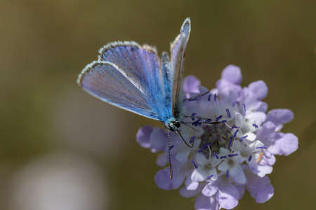 Aricia agestis, the brown argus, is a butterfly in the family Lycaenidae. It is found throughout the...
